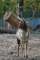 Zoo Straubing_041